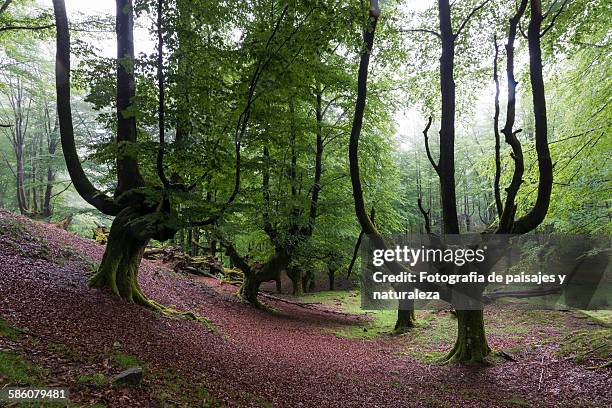 spring forest - paisajes stock pictures, royalty-free photos & images