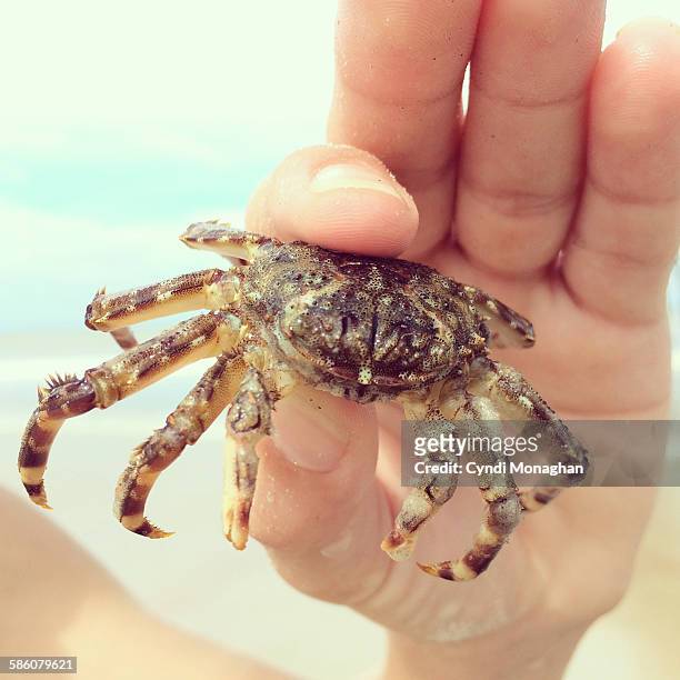 crab found - marine biologist stock pictures, royalty-free photos & images
