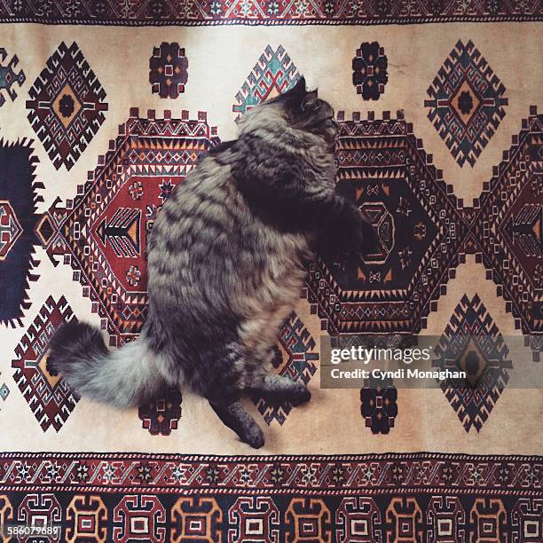 cat on rug - camouflaged cat ストックフォトと画像