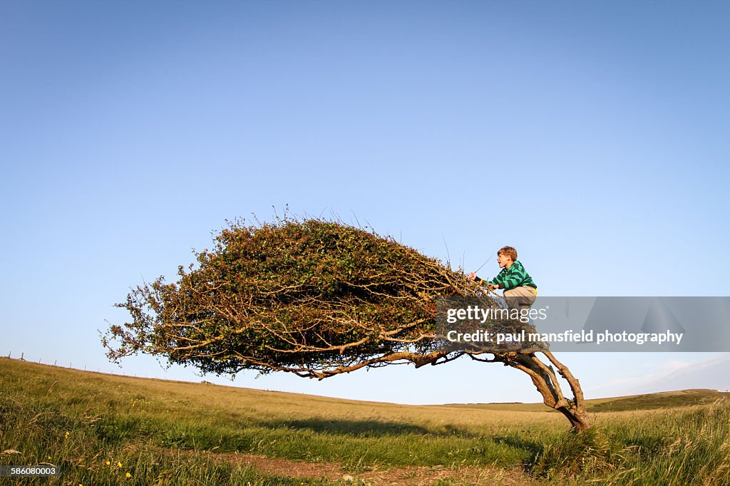 Boy climbing windswept tree