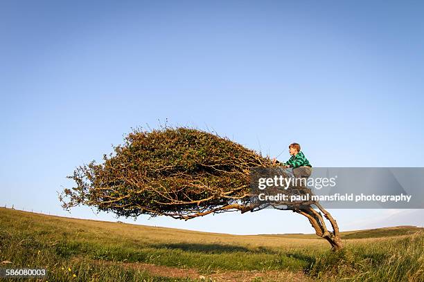 Boy climbing windswept tree