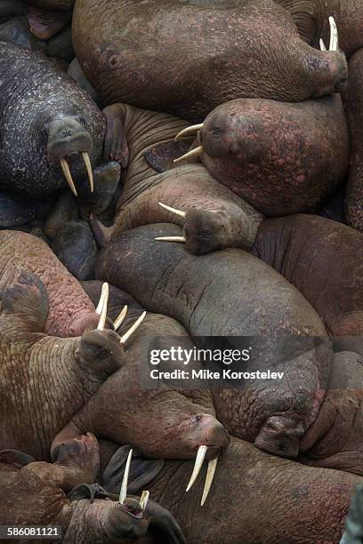 walrus rookery - zu klein stock-fotos und bilder