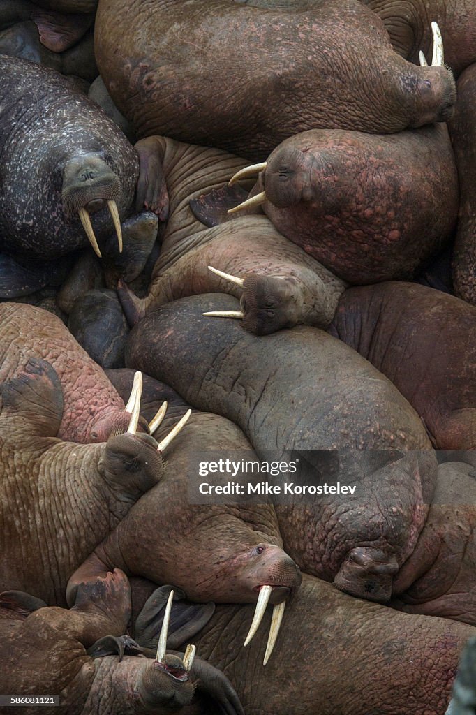 Walrus rookery