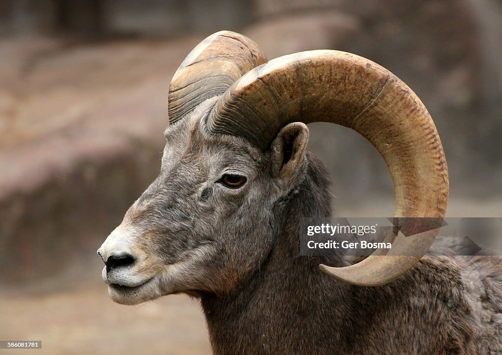 Bighorn ram