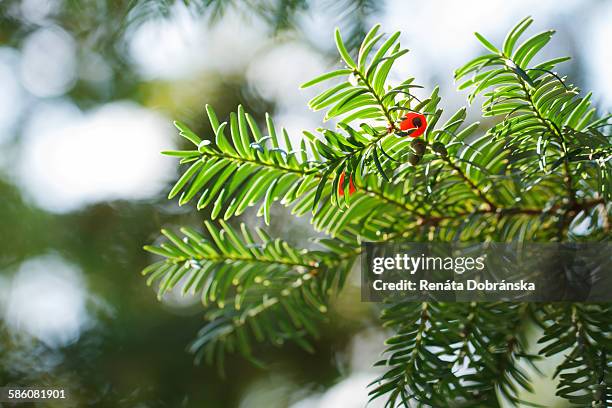 pine tree with red berries - yew needles stock pictures, royalty-free photos & images