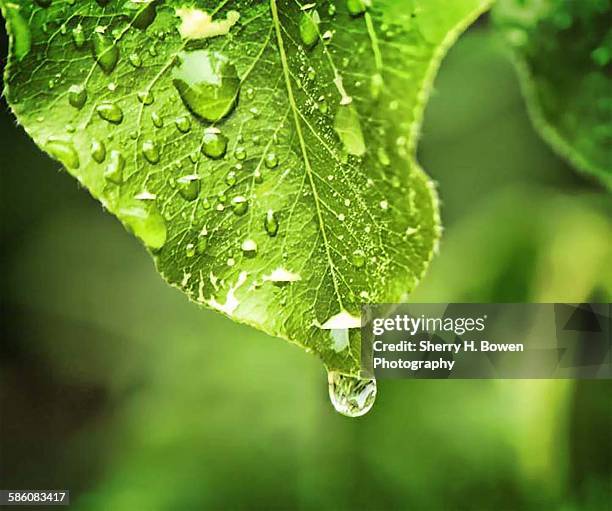 water drop off a leaf - dew foto e immagini stock