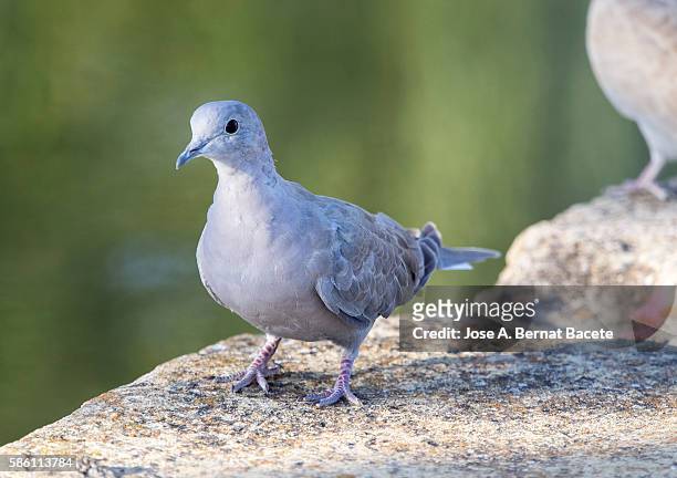juvenile eurasian collared-dove (streptopelia decaocto) . spain - columbiformes stock pictures, royalty-free photos & images