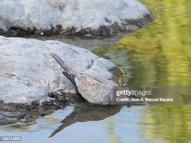 eurasian collared-dove (streptopelia decaocto) , spain. drinking in a water lake. - columbiformes stock pictures, royalty-free photos & images