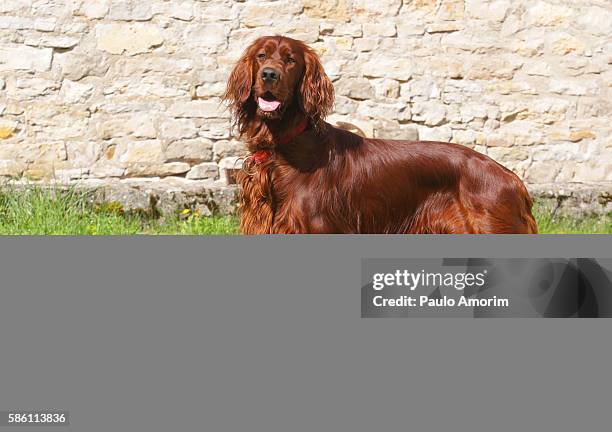 beuatiful irish setter dog - setter stock pictures, royalty-free photos & images