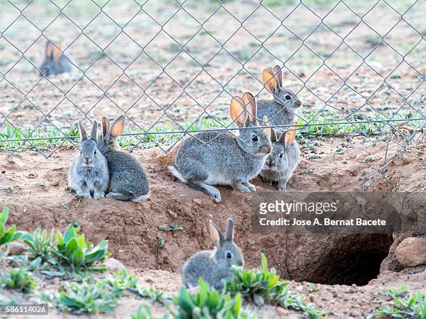 rabbit plague with his burrow on protected by a metal fence field, ( species oryctolagus cuniculus.) - rabbit burrow stock pictures, royalty-free photos & images