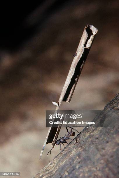 Largest known Weight carried by an animal in relation to its weight. Leaf cutter ant west of Manaus, Brazil Atta cephalotes.