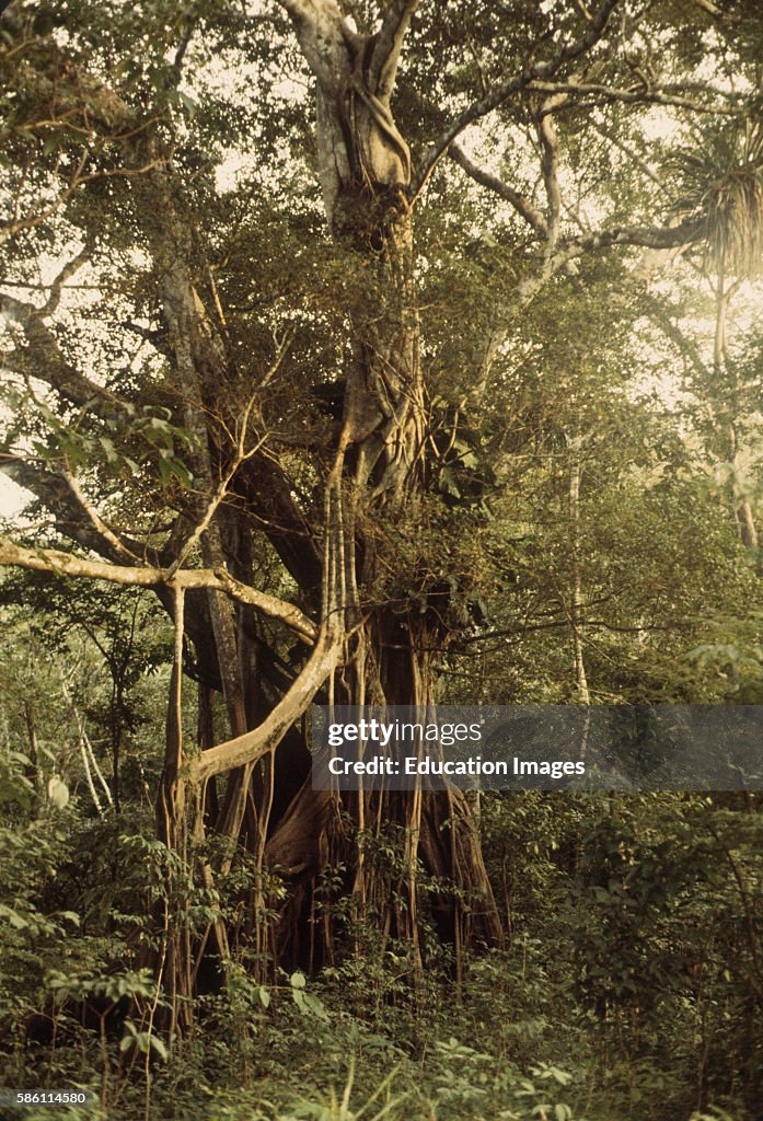 Tree Stranger Strangler Fig starts as seed dropped by bird in host tree... News Photo ...