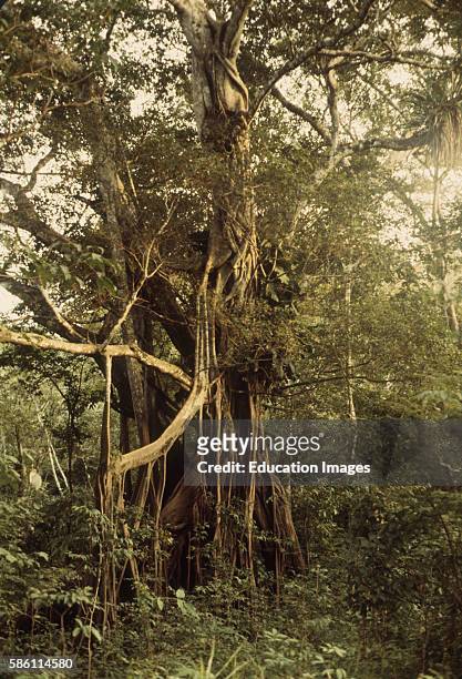 Strangler Fig starts as seed dropped by bird in host tree crotch-kills host and nearby trees. River Central Amazon Basin, Brazil Ficus sp..