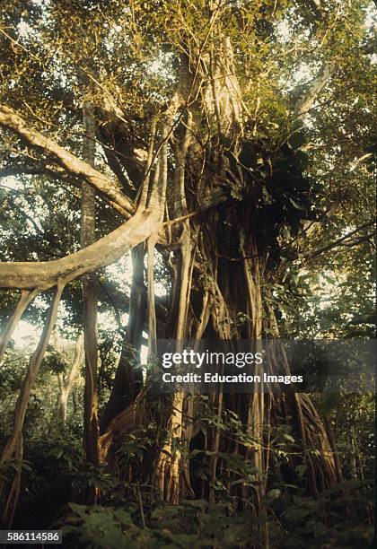 Strangle Tree 737 Strangler Fig Tree Stock Photos, High-Res Pictures, and Images ...