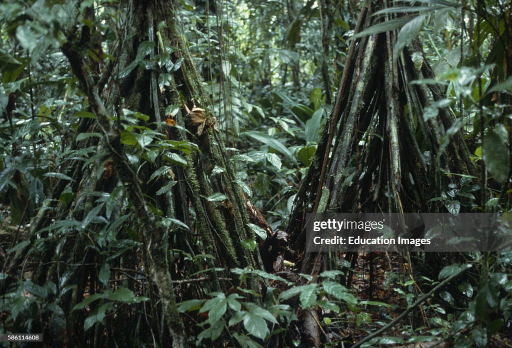 Stilt Roots Inrainforest Stilt root of palm La Selva Preserve, Caribbean rainforest, Costa ...