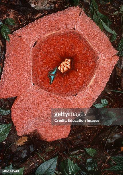 New species world's largest flower, Rafflesia micropylora and 4' birdwing butterfly, Gunung Leuser, Sumatra, Indonesia Rafflesia micropylora Exceeds...