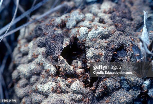 Termite nest, Canaima region, Venezuela Isoptera.