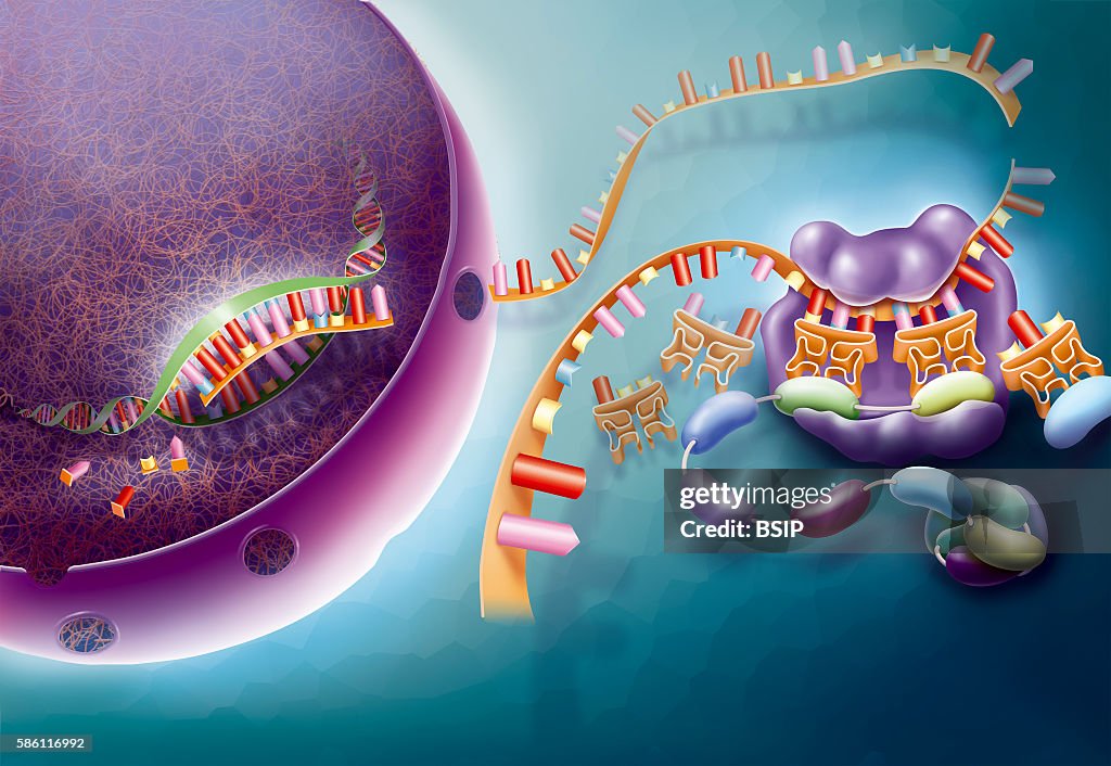 Illustration of transcription and translation. After the... News Photo ...
