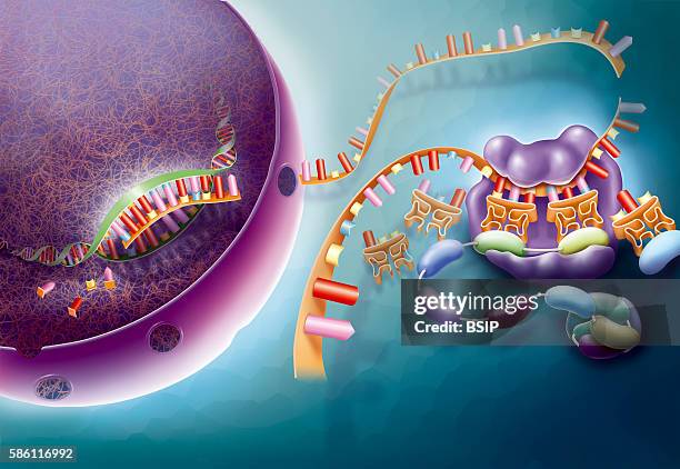 Illustration of transcription and translation. After the transcription of DNA into a messenger ARN in the nucleus, the mARN is transported to the...