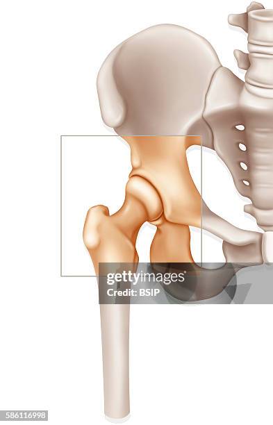 Illustration of the hip joint.