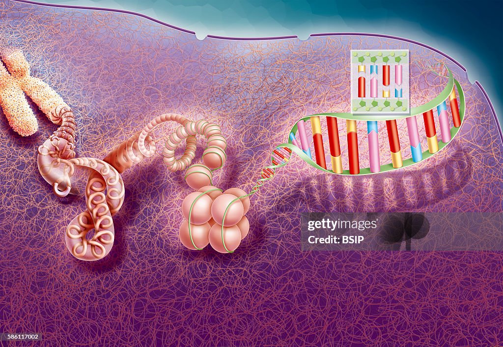DNA compaction