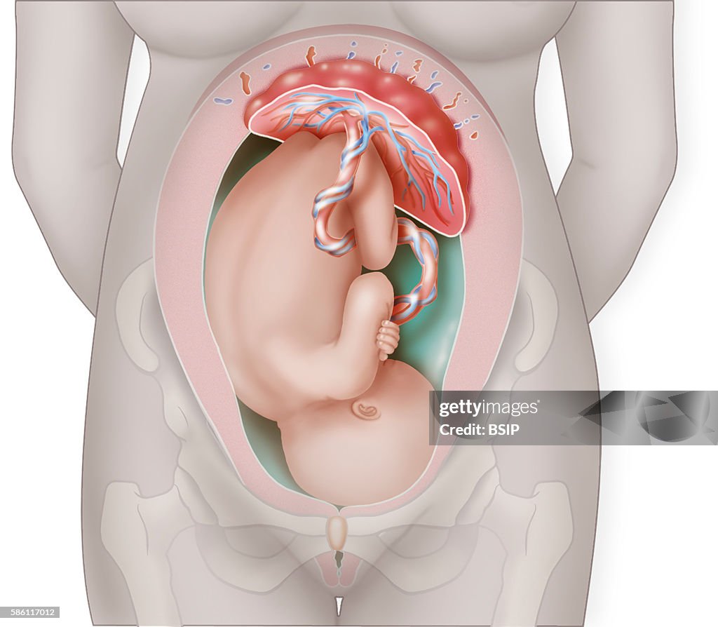 Fetus, illustration