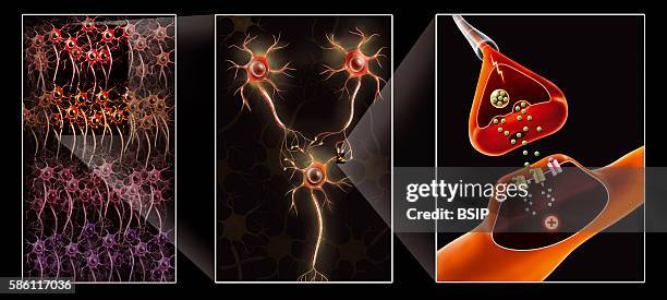Illustration from the neural network to the synapse : -3 neurons and the connection between these neurons -synapse with the transmission of an action...