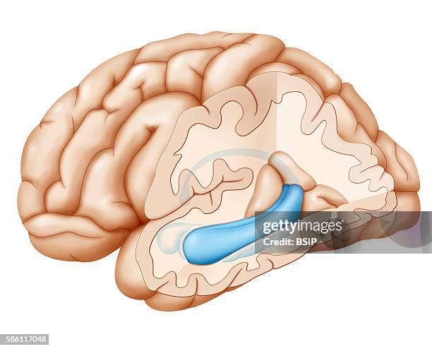 Cross-section illustration of the brain highlighting the hippocampus and in front of the hippocampus, the amygdala.