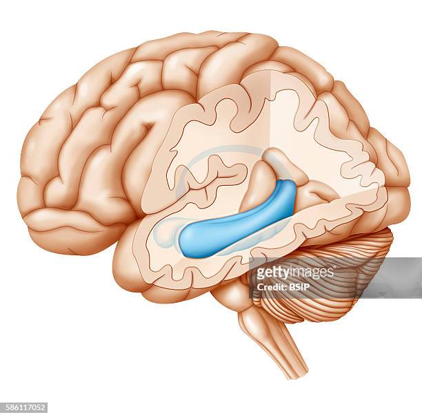 Cross-section illustration of the brain highlighting the hippocampus and in front of the hippocampus, the amygdala.