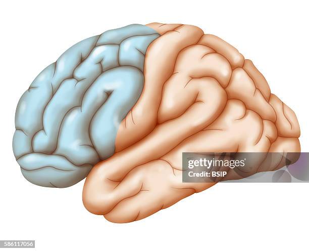 Left Side Rear Brain Brain Left Side Photos and Premium High Res Pictures - Getty Images