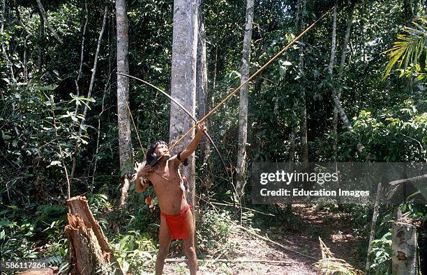 Yanomamo aiming arrow into canopy at monkey - a favored food, forest near Patuco River, Venezuela, 1989.