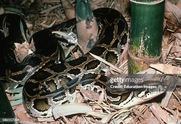 Burma Python Climb 562 Burmese Python Stock Photos, High-Res Pictures, and Images - Getty ...