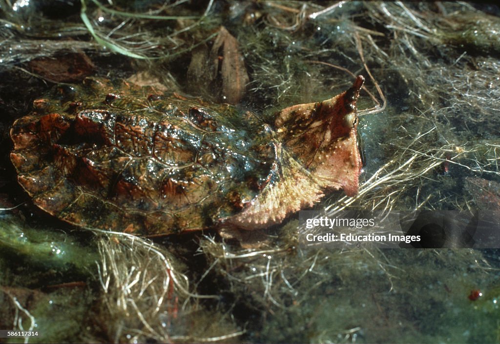 Meta Meta Turtle Mata Mata Turtle showing moss on carapace as camouflage, Brazil... News ...