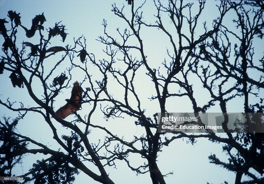 Giant Bat Java Giant fruit eating bats, Flying ÒFoxesÓ 5' wingspan, Java, Indonesia ...