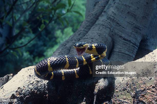 Aggressive posture of venomous Mangrove Snake, Java, Indonesia Boiga dendrophila.