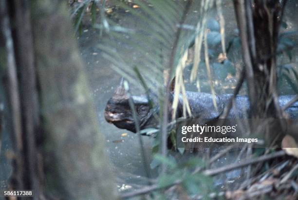 Only 34 Javan One Horned Rhinos exist on Earth. One of most endangered, Cigenter River, Udjung Kulon National Park, Java, Indonesia Rhinoceros...