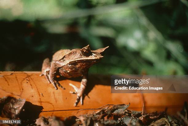 Malaysian Horned Leaf Frog on bamboo Megophrys nasuta.