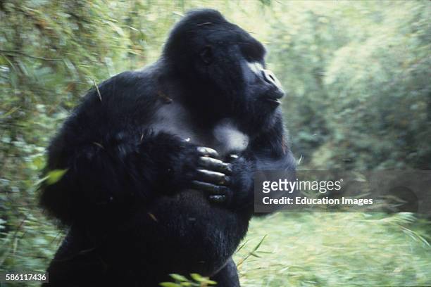 Silverback male Mountain Gorilla now charging and beating his chest loudly and hooting 5 ft. Away and standing over photographer, Arnold Newman,...
