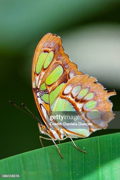 malachite butterfly - malachite - fotografias e filmes do acervo