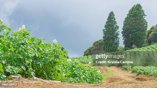 Poteto Tree 1,376 Potato Tree Stock Photos, High-Res Pictures, and Images - Getty ...