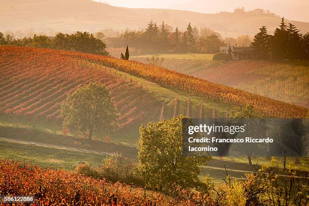 castelvetro, modena. autumn vineyards - burgundy vineyard stockfoto's en -beelden