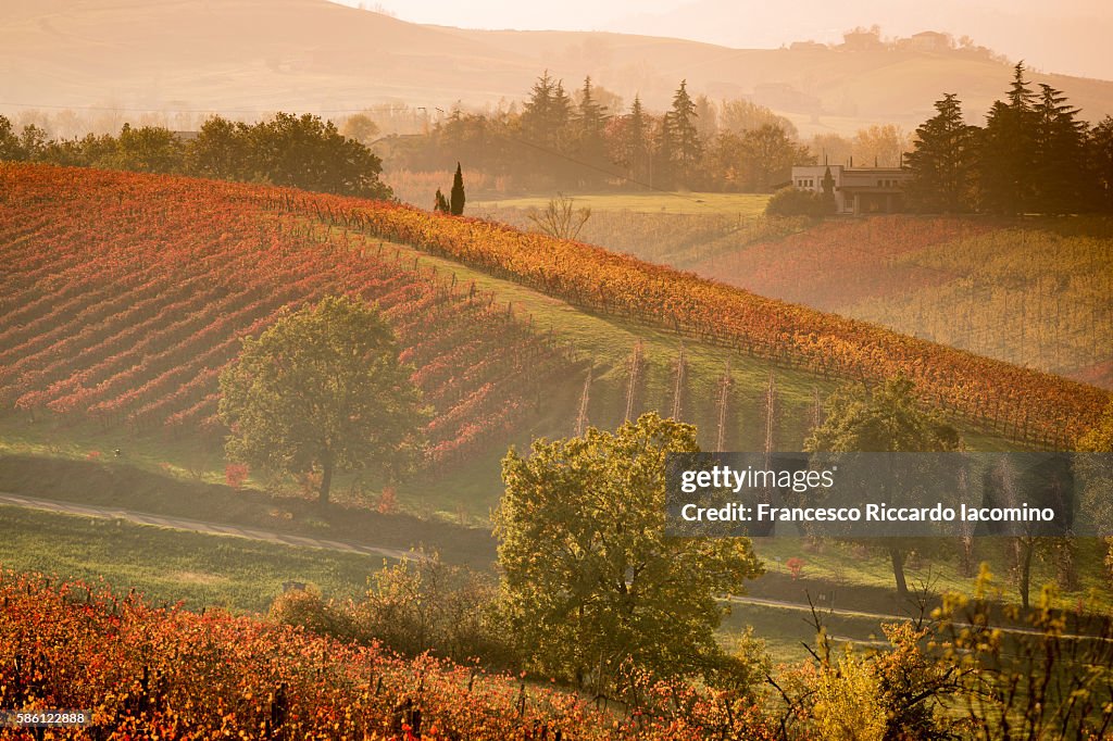 Castelvetro, Modena. Autumn vineyards