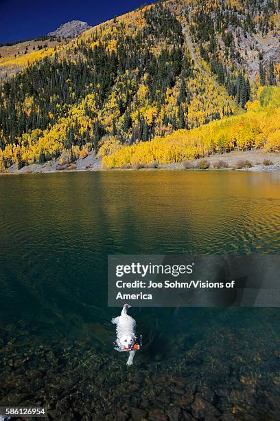 Close up of swimming dog in Pond in San Juan Mountains In Autumn Colorado, between Ouray and Silverton in San Miguel County, off Route 550 Million...
