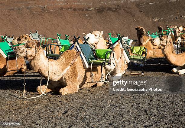 Camels in Parque Nacional de Timanfaya, Echadero de los Camellos, national park, Lanzarote, Canary Islands, Spain.