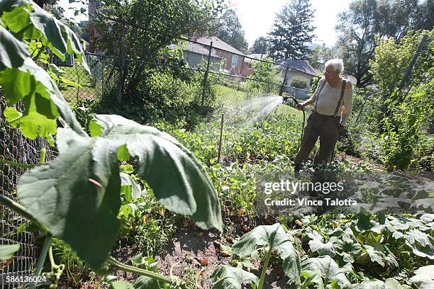 Etobicoke resident Nicola Ferraro helps out his vegetables on this very hot and humid day by watering the ground around his plants in his garden....