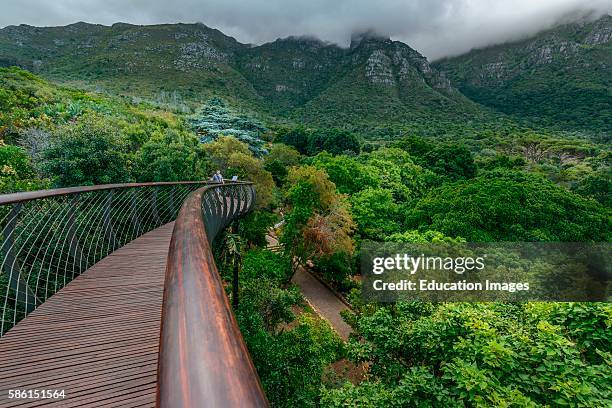 The Boonslang aerial walkway, Kirstenbosch Botanical Gardens, Cape Town, Western Cape, South Africa.