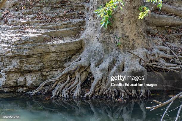What Maple Tree Have Invasive Roots Brooke Maples Photos and Premium High Res Pictures - Getty Images