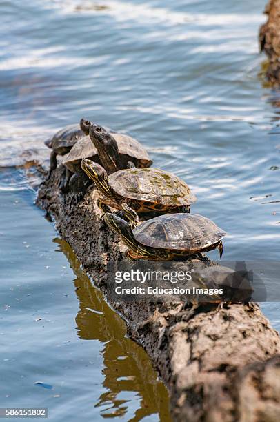 Several freshwater common musk or stinkpot turtles basking themselves in the sun upon a log in a Tennessee lake.