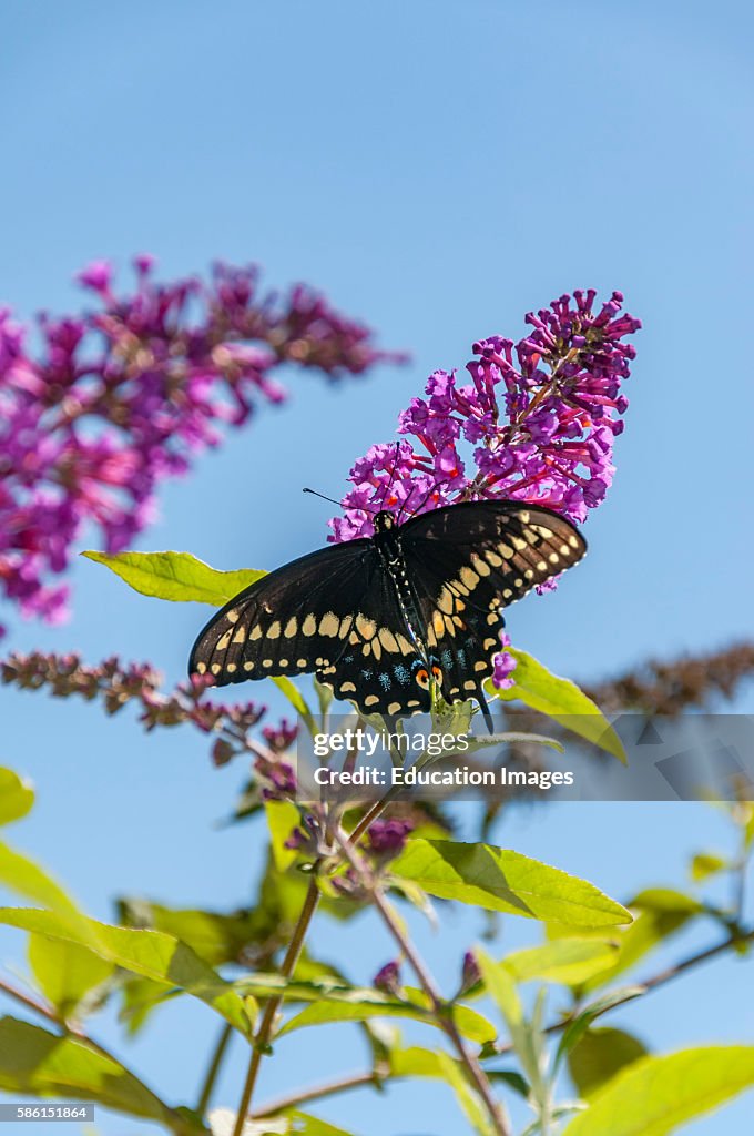 Black Swallowtail butterfly on a Butterfly bush