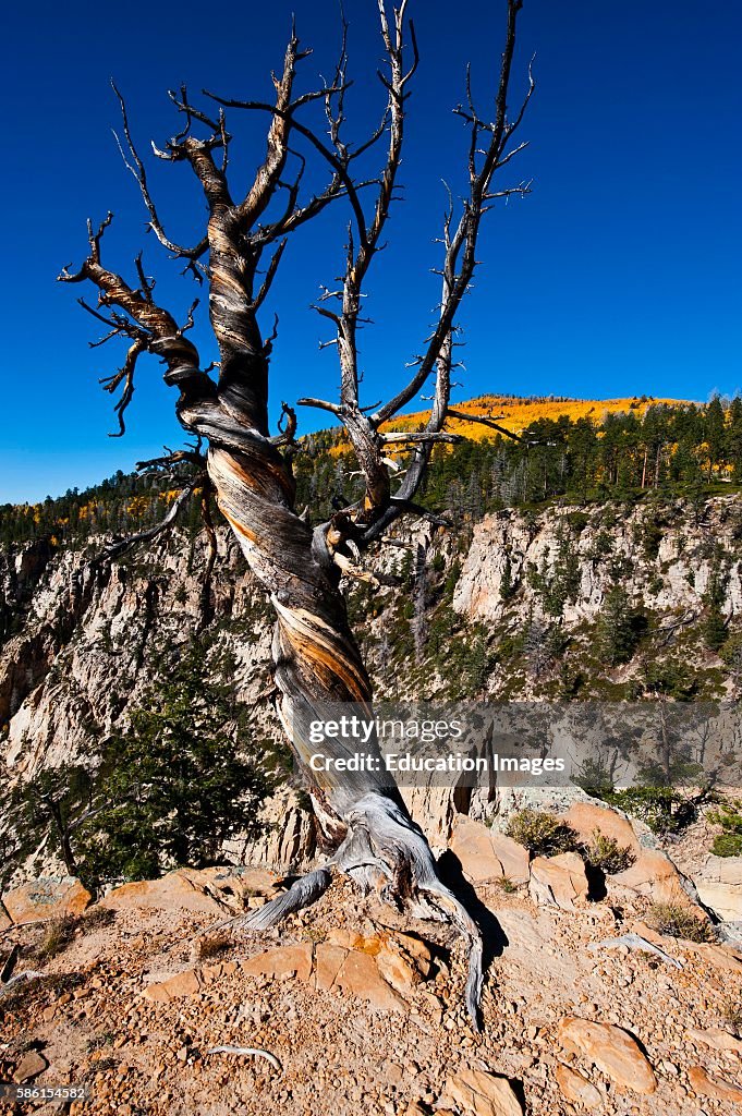 Utah, Boulder, Escalante, Box-Death Hollow Wilderness, Vistas from Pine Creek-Hell's Backbone roads with Foreground Snag